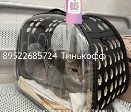 Кошка Оливия Кошка Оливия