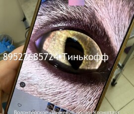 Кошка Лейла Кошка Лейла