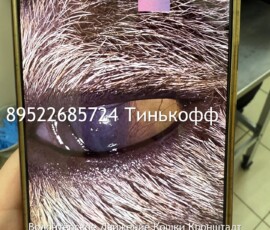 Кошка Лейла Кошка Лейла