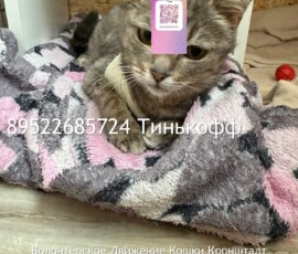 Кошка Оливия Кошка Оливия