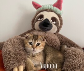кошка Аврора дома кошка Аврора дома