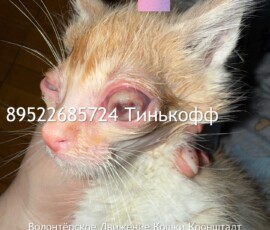 Котята-слепыши Котята-слепыши