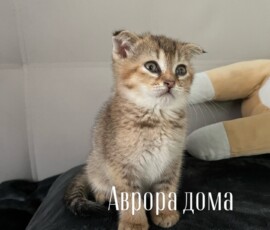 Котенок Аврора дома Котенок Аврора дома