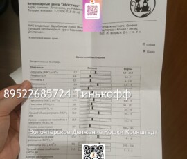 Кошка Оливия Кошка Оливия