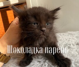 Котенок Шоколадка Котенок Шоколадка