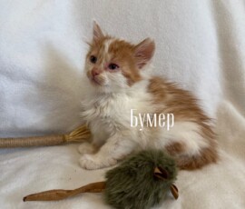 Котенок Бумер Котенок Бумер