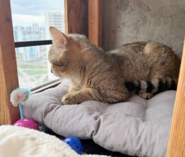 Кот Федор Кот Федор