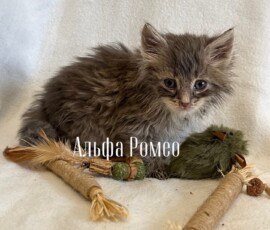Котенок Альфа Ромео Котенок Альфа Ромео