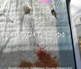 Кошка Оливия Кошка Оливия