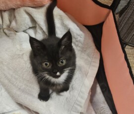 Котенок Саныч дома Котенок Саныч дома