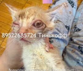 Котята-слепыши Котята-слепыши