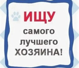 Кот Федор Кот Федор
