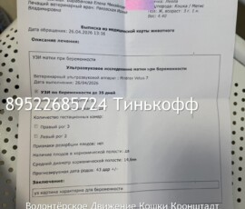 Кошка Лейла Кошка Лейла