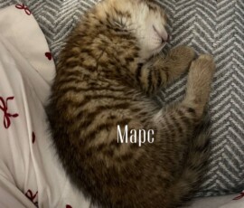 кот Марс дома кот Марс дома