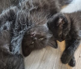 Котята ищут дом Котята ищут дом