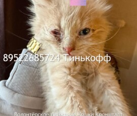 Котята слепыши Котята слепыши