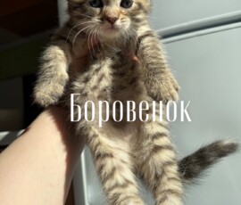 Котенок Боровенок Котенок Боровенок