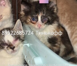 Котята слепыши Котята слепыши
