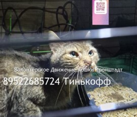 Кот Федор Кот Федор
