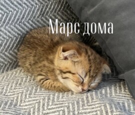 кот Марс дома кот Марс дома