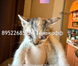 Котята слепыши Котята слепыши