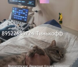 Кошка Оливия Кошка Оливия