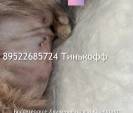 Кошка Оливия Кошка Оливия
