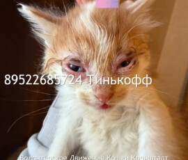 Котята слепыши Котята слепыши
