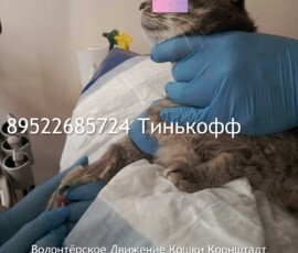 Кошка Оливия Кошка Оливия