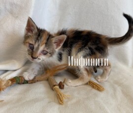 Котенок Инфинити Котенок Инфинити