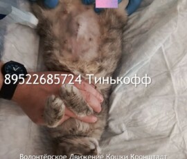 Кошка Оливия Кошка Оливия