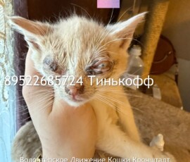 Котята слепыши Котята слепыши