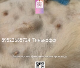 Кошка Оливия Кошка Оливия