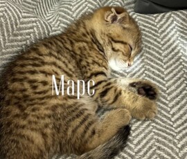 кот Марс дома кот Марс дома