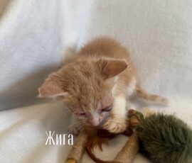 Котенок Жига Котенок Жига