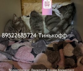 Кошка Оливия Кошка Оливия