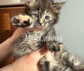 Котенок Афоня Котенок Афоня
