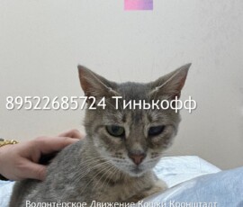 Кошка Лейла Кошка Лейла