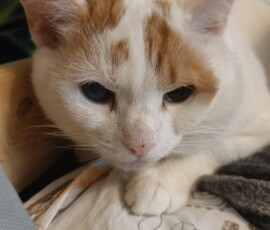 Кот Василек Кот Василек