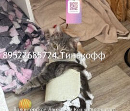 Кошка Оливия Кошка Оливия