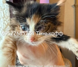 Котята слепыши Котята слепыши