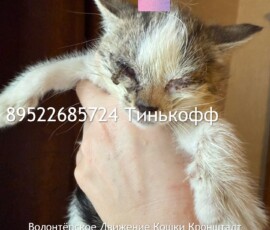 Котята слепыши Котята слепыши