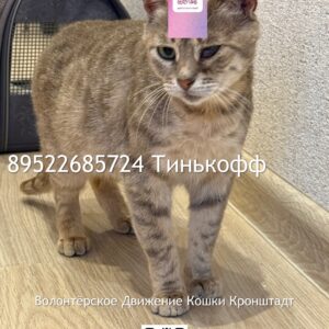 Лейла и котята