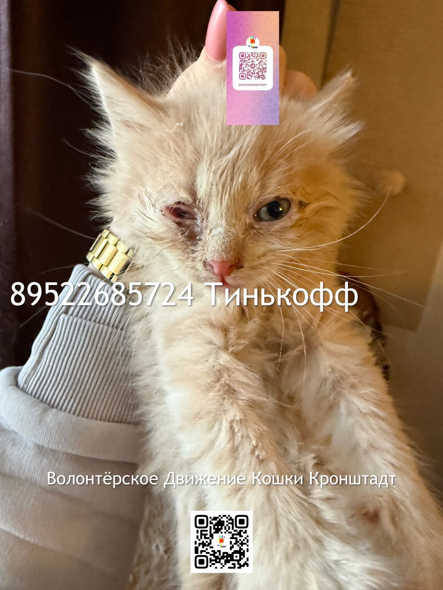 Котята слепыши