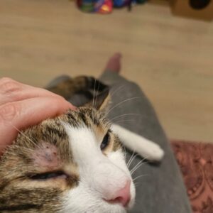 Как выглядит лишай