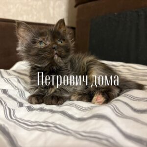 Петрович, Саныч, Михалыч